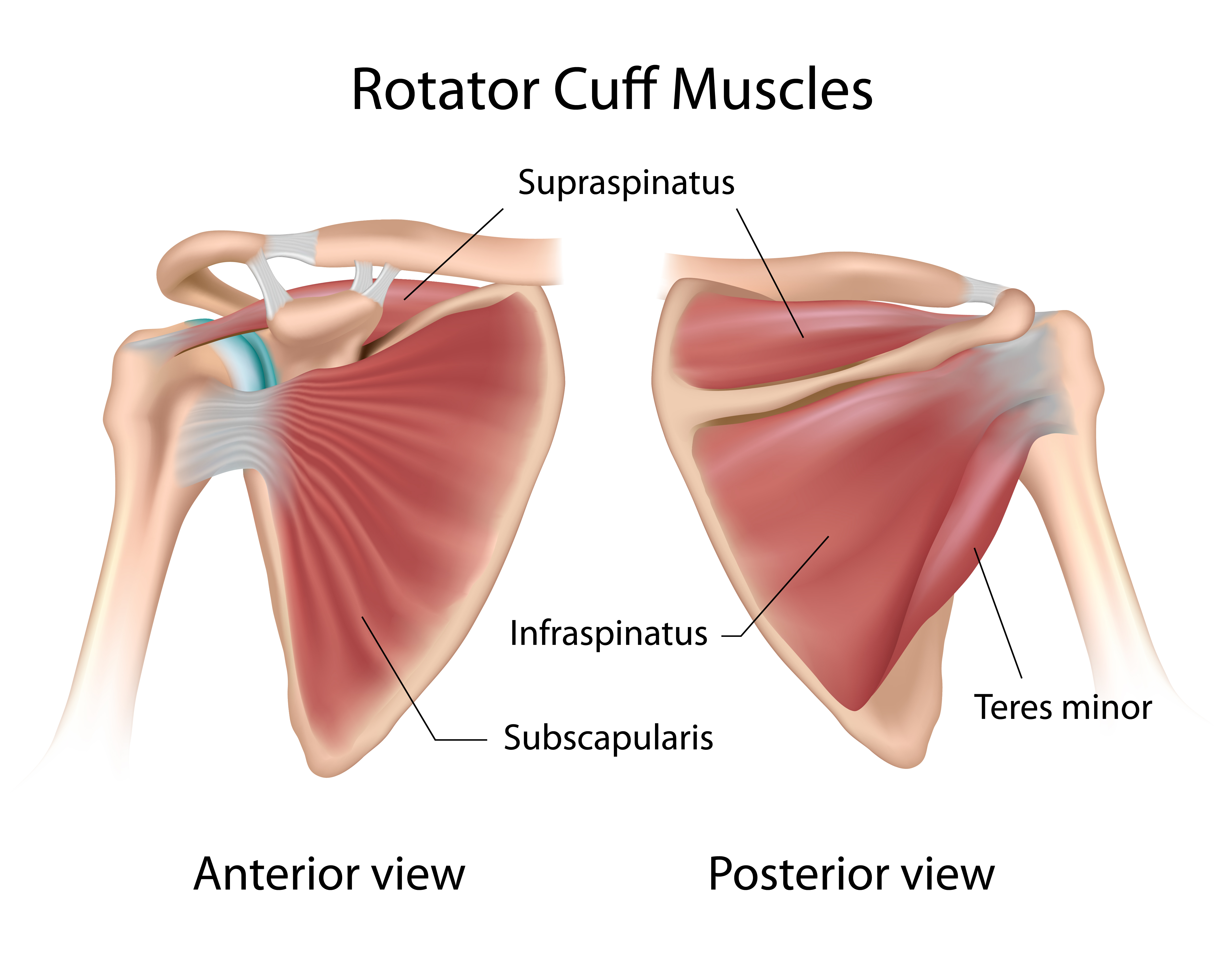 right rotator cuff